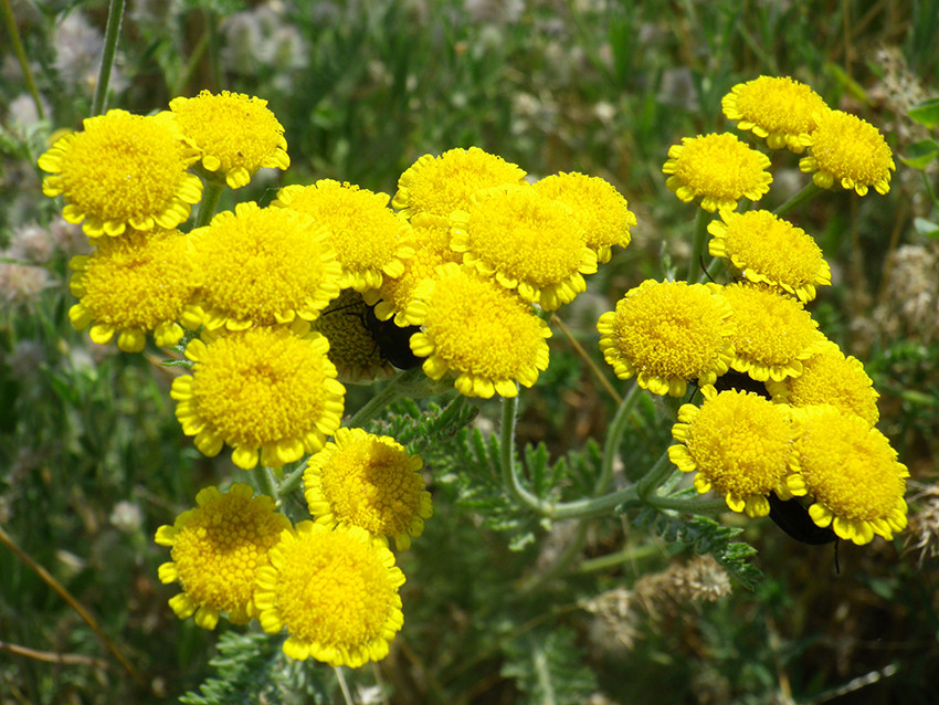  тисячолисте (Tanacetum millefolium)-